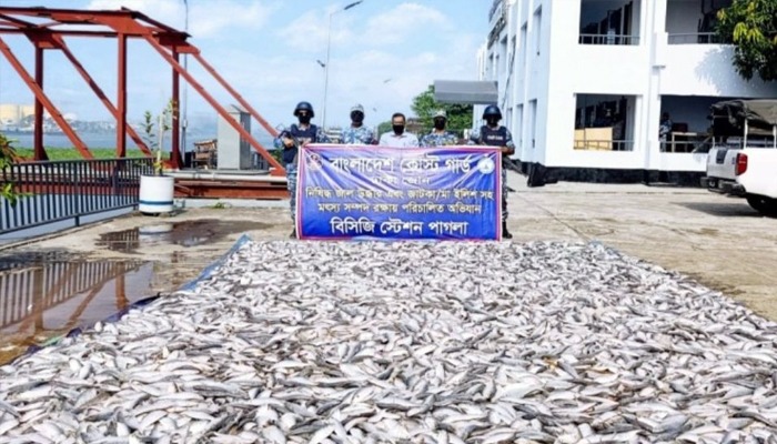 নারায়ণগঞ্জে ১৪ লাখ টাকার জাটকা জব্দ